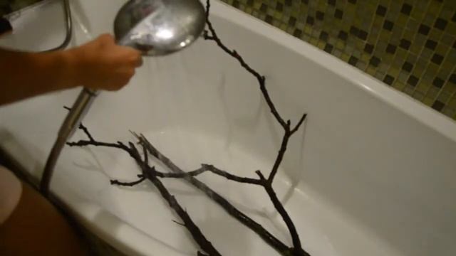 Как обрабатывать палки для попугаев с улицы. смотреть онлайн