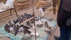 Ярмарка голубей в Луганске..