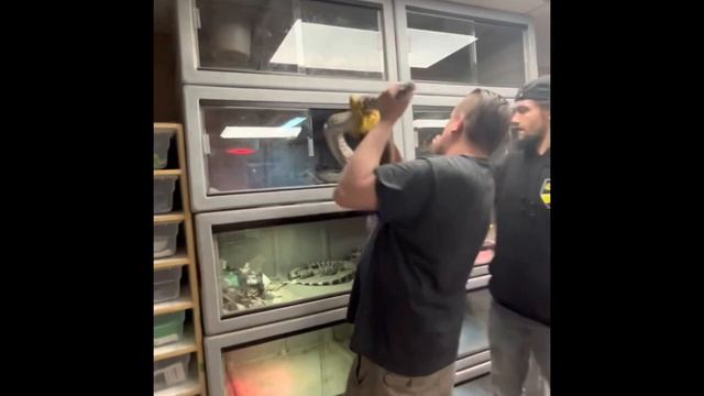 Moving an UNHAPPY 10 FT Burmese Python to its new home смотреть онлайн