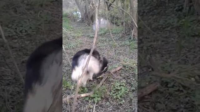 Охота хаски на лесную живность/ Husky hunting for forest animals смотреть онлайн