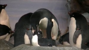 ペンギンの交尾   名古屋港水族館(Спаривание пингвинов в аквариуме порта Нагоя)