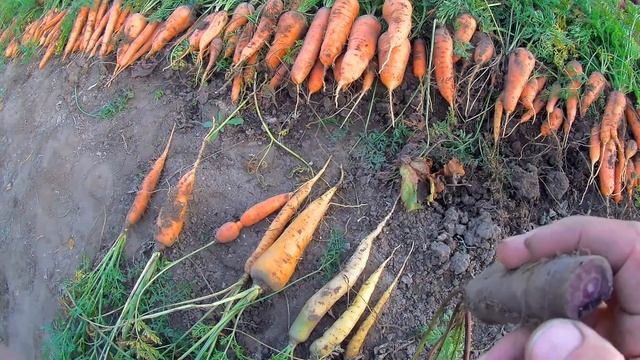 А морковка-то больше фиолетовая, чем синяя... смотреть онлайн