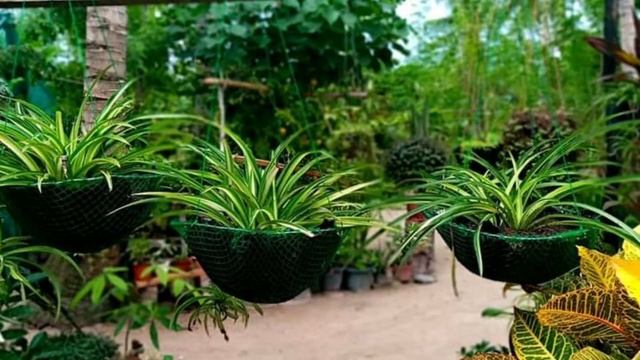 Spider Plant Care And Propogation || Chlorophytum Comosum