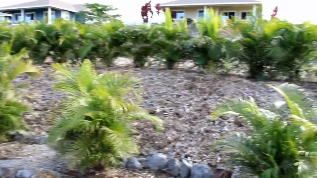 Young Kona Food Forest Garden Tour - Front Yard смотреть онлайн