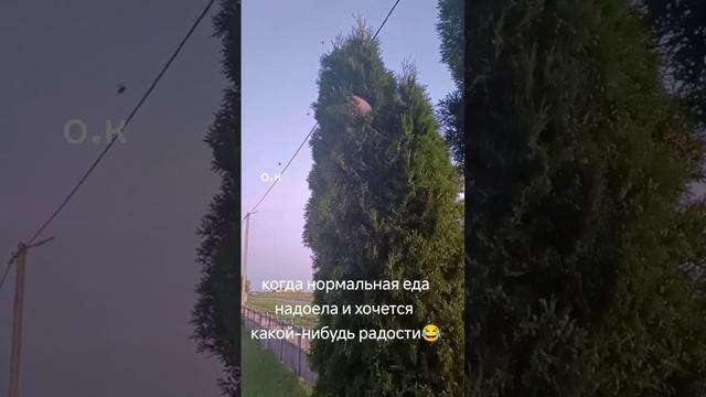 👍🤣🥰 смотреть онлайн