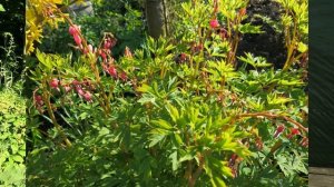 10 лучших многолетников для тени в саду