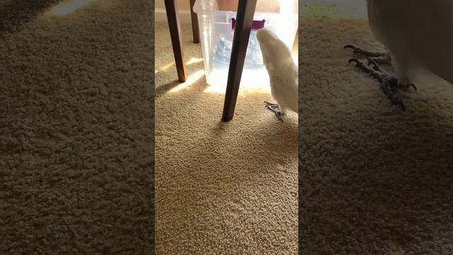 Umbrella Cockatoo doesn’t like people wearing shoes in the house смотреть онлайн