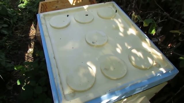 обновление гнездовых рамок у пчел в августе и отстройка сотовых рамок в запас