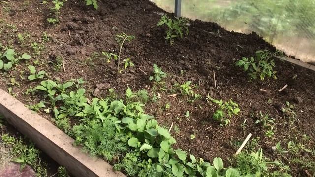 СУПЕР РАННИЙ УРОЖАЙ томатов. Когда сеять на рассаду? смотреть онлайн