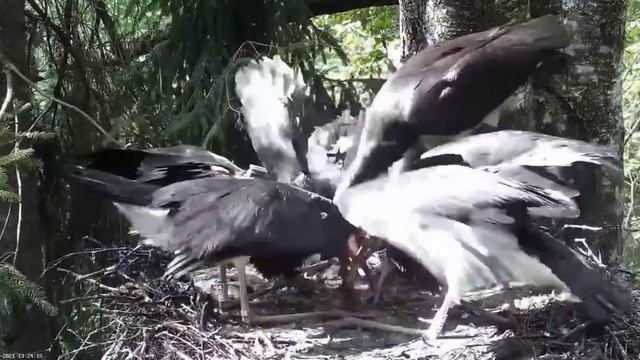 Must-toonekurg2: The black stork Jan brings huge fish to the storklets. 16.08.2021. смотреть онлайн