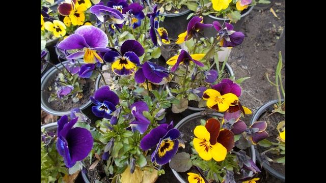 Цветы, виола, анютка, фиалка - от посева до цветения. смотреть онлайн