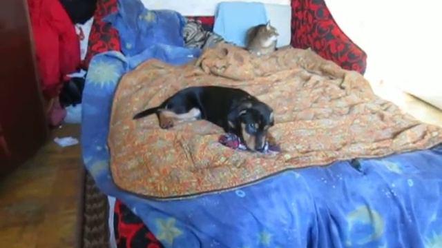 Арчи не хочет играть один смотреть онлайн