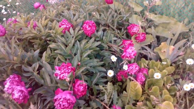 Из каких цветов собрать простой, летний и топовый букет? смотреть онлайн