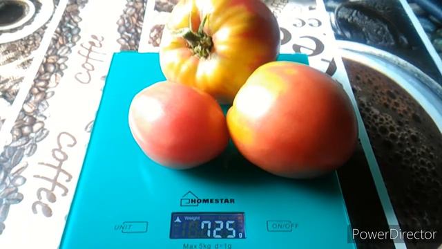 Томат Авентюняй. Ч.2