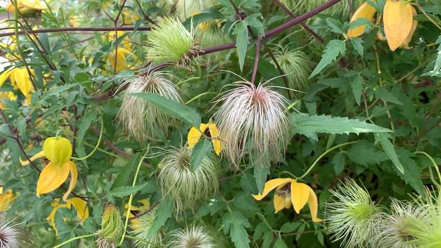 甘青铁线莲 - 开花晚，花期长 - 铁线莲爱好者的收藏 - Clematis tangutica смотреть онлайн