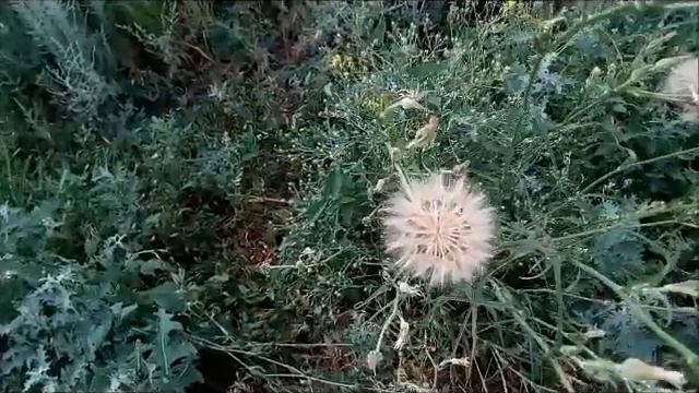 Скерда пасбищное растение, похожее на одуванчик Plante de pâturage ressemblant à un pissenlit Skerd смотреть онлайн