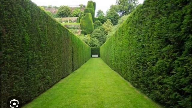 Зелёная Стена из Плюща , лианы в саду .#headera #garenafreefire #плющ