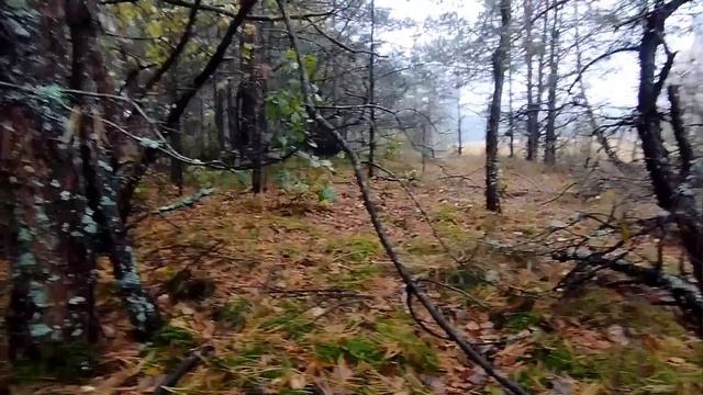 20.10.2023. Білі гриби та боровики після дощу, результат здивував.#гриби #mushrooms #грибы #boletus смотреть онлайн