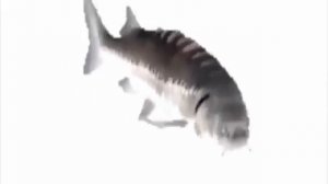 Лосось крутится 10 часов под музыку