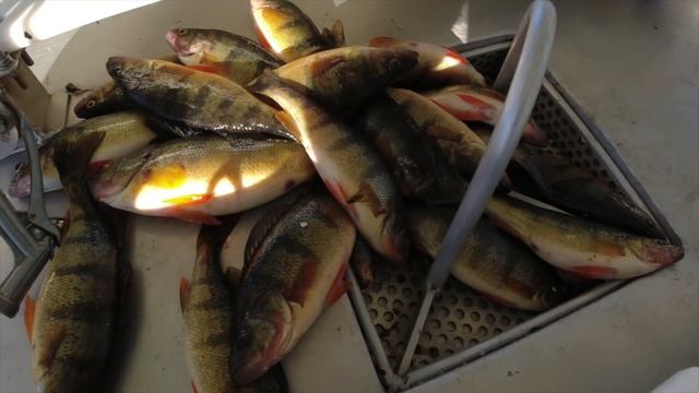 Kayak Yellow Perch Catch and Cook [Vietnamese Crispy Fish] смотреть онлайн