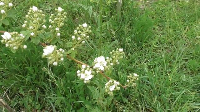 Ожина Агавам - цвітіння 4-річного куща смотреть онлайн