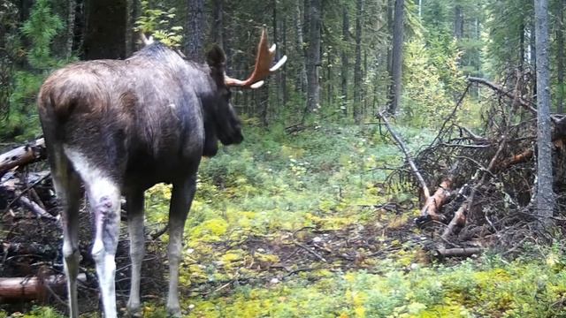 Лось просто Лось. фотоловушка. смотреть онлайн