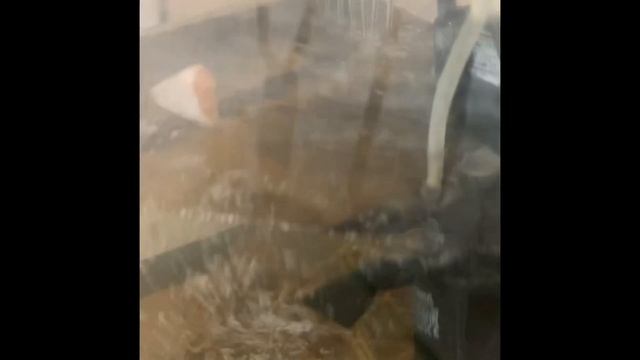 Речные Раки. Раки дома в аквариуме. Первый день смотреть онлайн