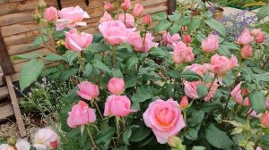 Роза Френсис Блейз в Подмосковье