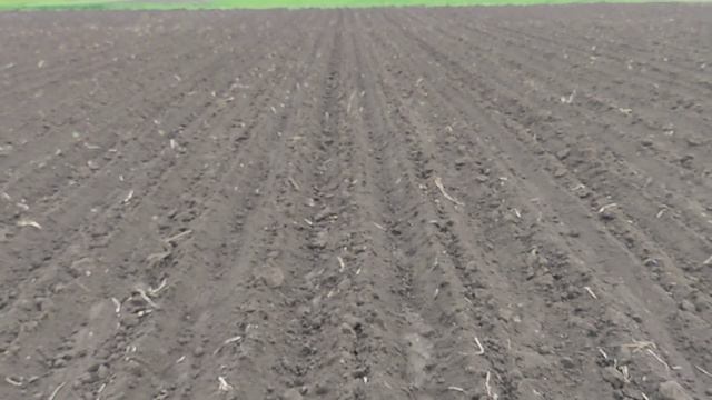 Картопля ,різні сорти ... який кращий , частина #1 смотреть онлайн