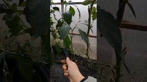 Обзор теплицы: томаты Евпатор, Интуиция, Купец Лось #дачарайвасильева #семенаалтая  #гавриш #аэлита