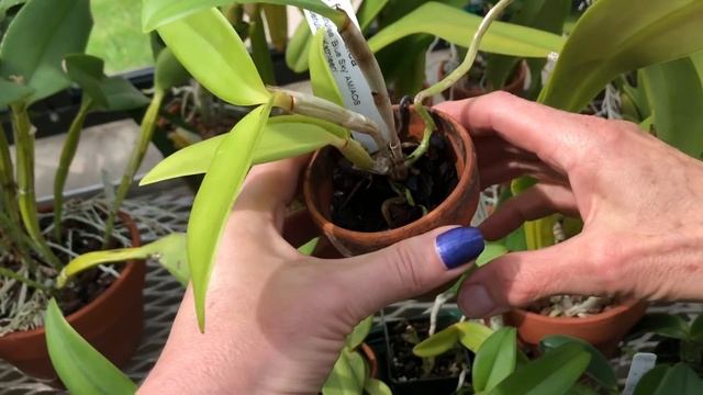 Часть 2. В гости к орхоману Кэрол.Орхидеи в теплице. Ликаста, каттлея, максиллярия, собеникофия и д