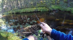 Ловля ручьевой форели в Карелии. Осення форель. День второй.