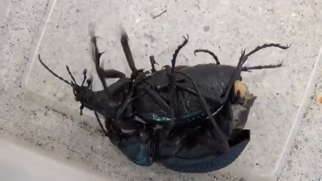 Спаривание двух Carabus (Procerus) Scabrosus Caucasicus (Mating Of Beetles)
