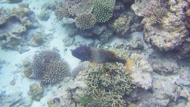 Kuredu, Lhaviyani atoll; Maldives by Indrek Edasi смотреть онлайн