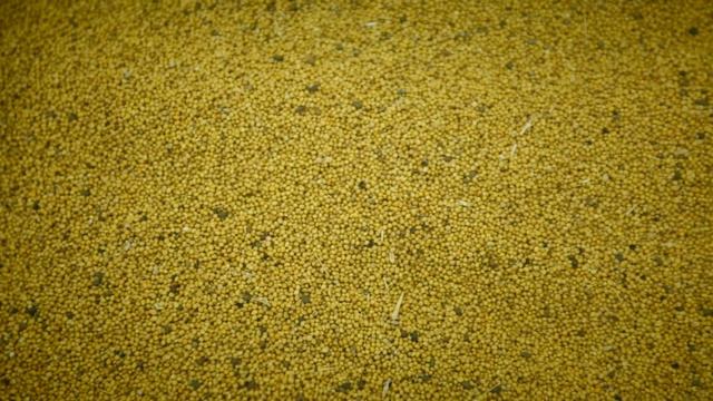 Фотосепаратор Воронежсельмаш сортировка горчицы смотреть онлайн