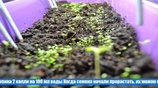 Посев сельдерея на рассаду – секреты успеха смотреть онлайн