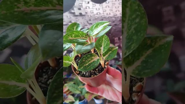 детки Аглаонем из пеньков,результат радует смотреть онлайн