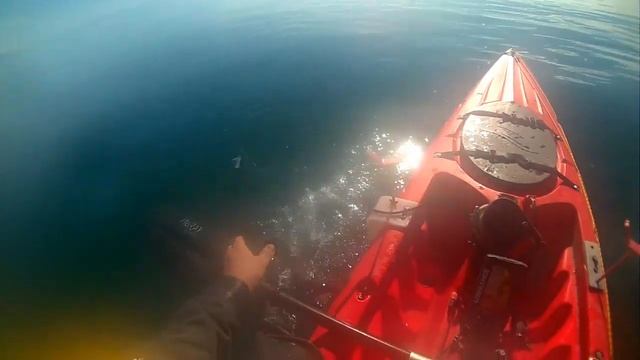 What a load of Pollock's in Scotland 24 08 2016 смотреть онлайн