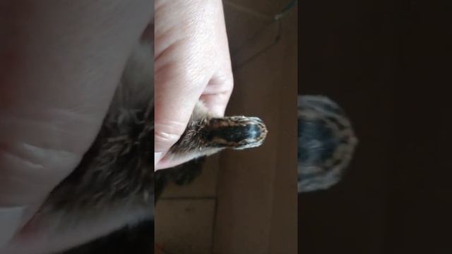 Цесарята суточные. Краснодарский край. смотреть онлайн