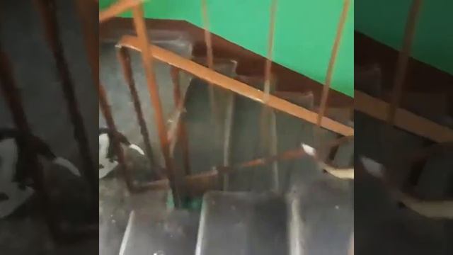 7 недель, почти научились ходить по лестнице:))щенки амстаффа Ценный Приз смотреть онлайн