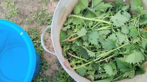 Лучшее Бесплатное Удобрение. Как приготовить удобрение из травы. Удобрение из крапивы и одуванчиков