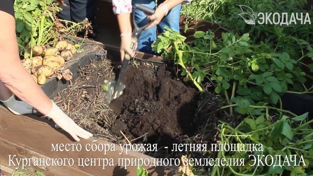 Картофель в органическом коробе. Наши ошибки и достижения