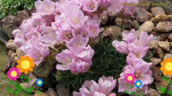 Армерия приморская Бабий Лом. Краткий обзор, описание характеристик armeria babi lom Babi Lom