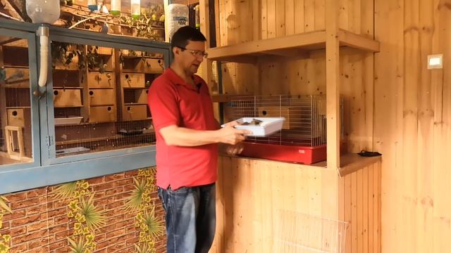 Разведение волнистых попугаев.Клетка для попугая. Разведения в квартире птиц. смотреть онлайн