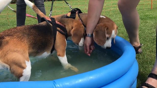 Funny Beagles Playing at the BIG BEAGLE EVENT смотреть онлайн