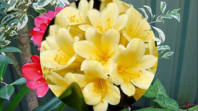 Clivia смотреть онлайн