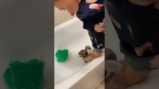 Как мыть шпица смотреть онлайн