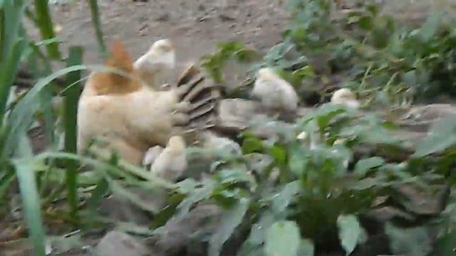 Chickens at Korkeasaari Zoo, Helsinki смотреть онлайн