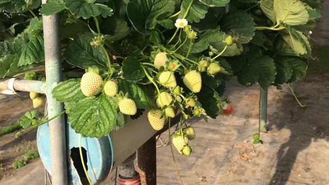 Выбор Итальянцев-сорт PORTOLA смотреть онлайн