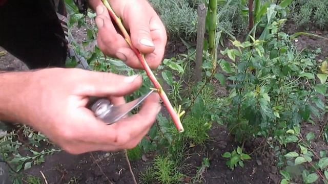 ЛЕТНЯЯ ПРИВИВКА ПЕРСИКА. МАСТЕР-КЛАСС. Окулировка персика.